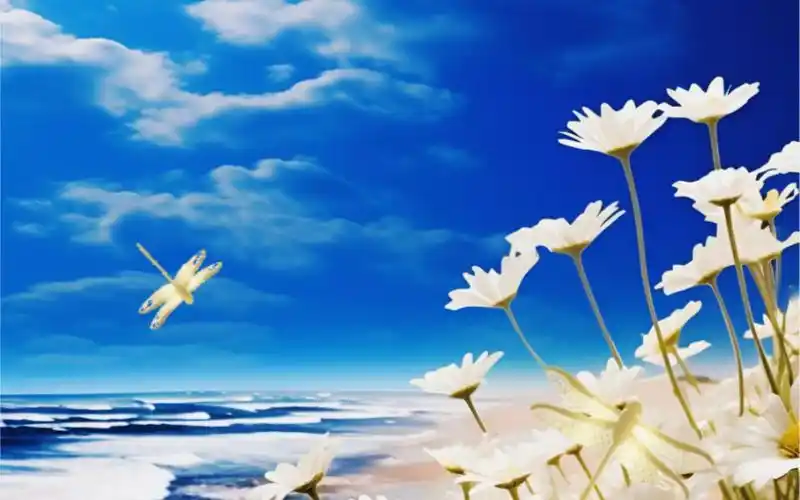 清晨蓝天白云下的大海边,蝴蝶,蜻蜓在白色小 雏菊花上飞舞.