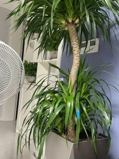 家里新增大型绿植龙须树,花圃老板说挺好种的,浇一次