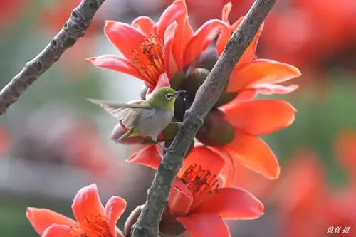 百鸟朝凤 英雄花开