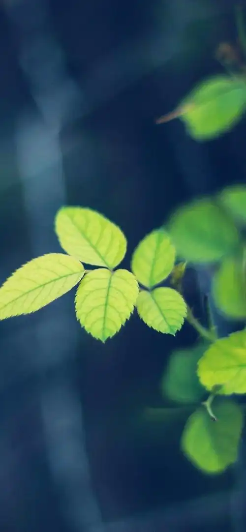 致绿叶,高清图片,手机壁纸
