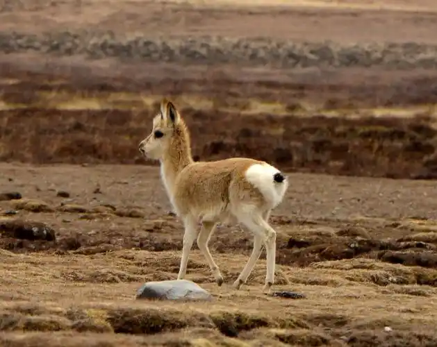玩耍的小藏羚羊