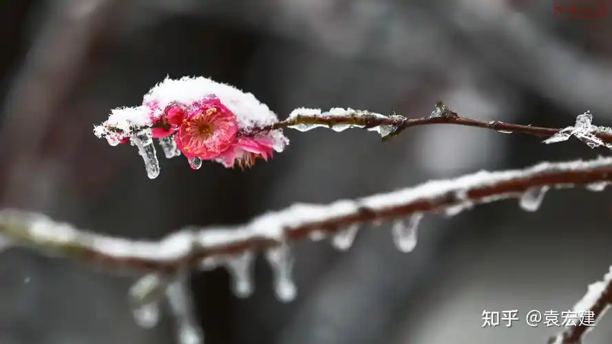 冰晶红梅 傲雪红梅 童话红梅(遗爱湖冰雪红梅图文报道) - 知乎