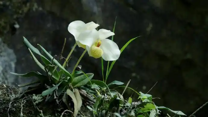 美丽中国自然贵州系列之白花兜兰