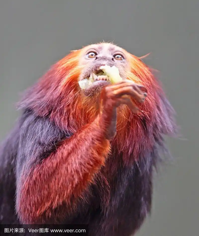 金狮绢毛猴/金绒猴-红色的猴子,吃