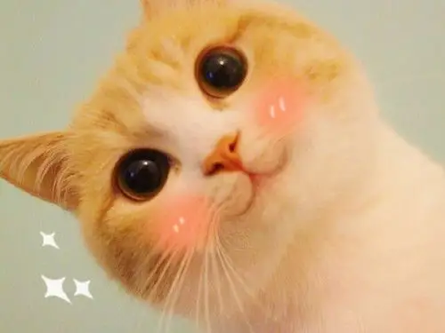 撒娇萌猫咪好看图片_又萌又有趣喵星人