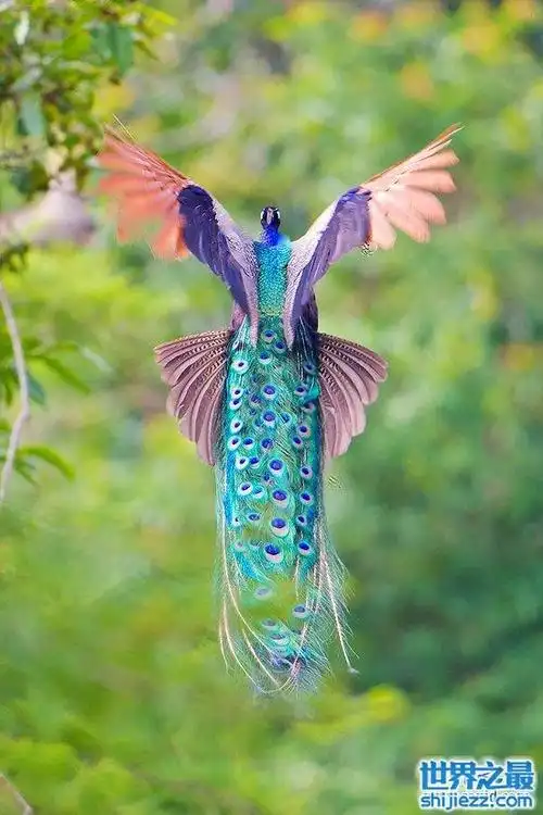 世界上最美的孔雀,飞起来的孔雀如仙鸟下凡(图)