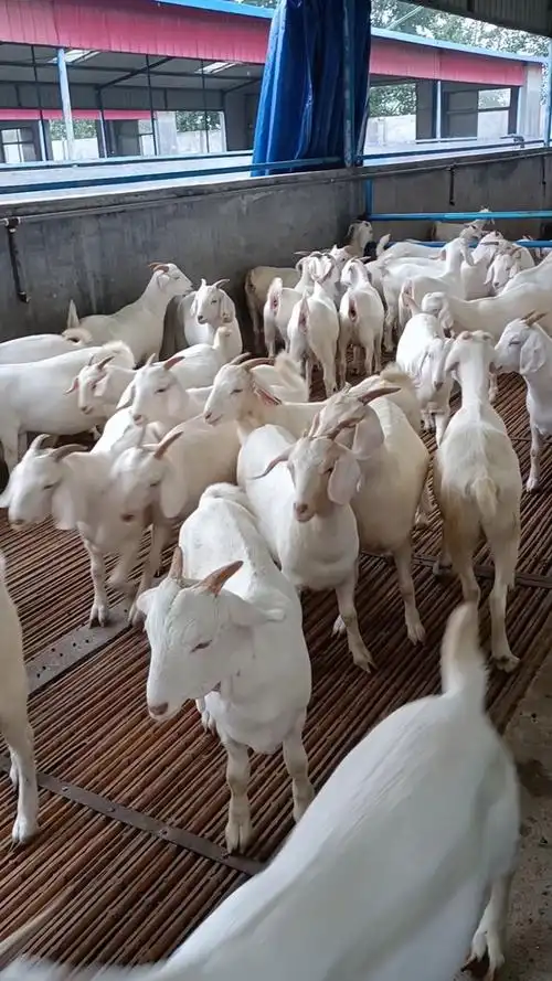 美国白山羊生长速度快,产量高,体型大,长腰身,抗病能力强养殖人的致富