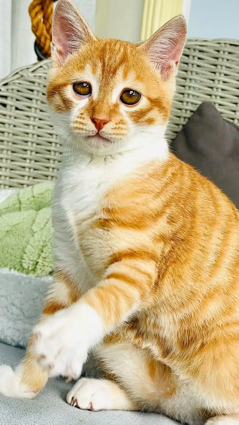 橘猫手机壁纸.#创作灵感 土豆说:我有很多图片,很可爱的哟, - 抖音