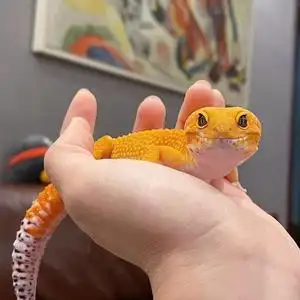 迷你宠物蜥蜴豹纹守宫苗子活体儿童易养温顺上手幼体观赏爬行异宠