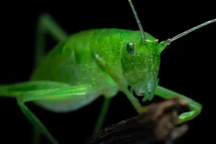 翠绿蝈蝈 - owen欧文636 - 图虫