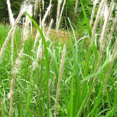 被认为世界上最恶毒的10种杂草之一的白茅草