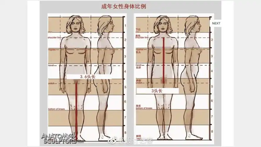 人体尺度比例参考美术生必修