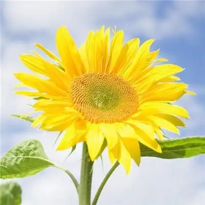 2023适合女人一辈子好运头像 2023年女人吉祥好运微信头像_风水头像