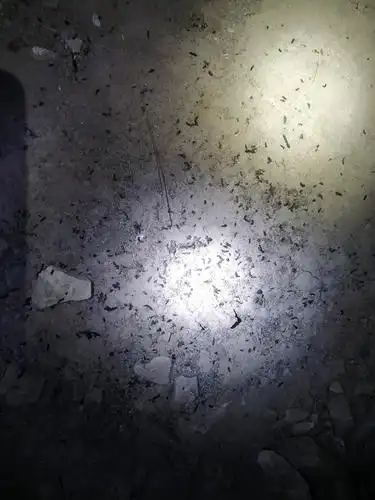 地上成堆的蝙蝠粪便