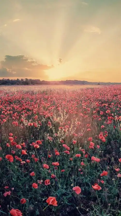 唯美仙境风景 _ 图片网