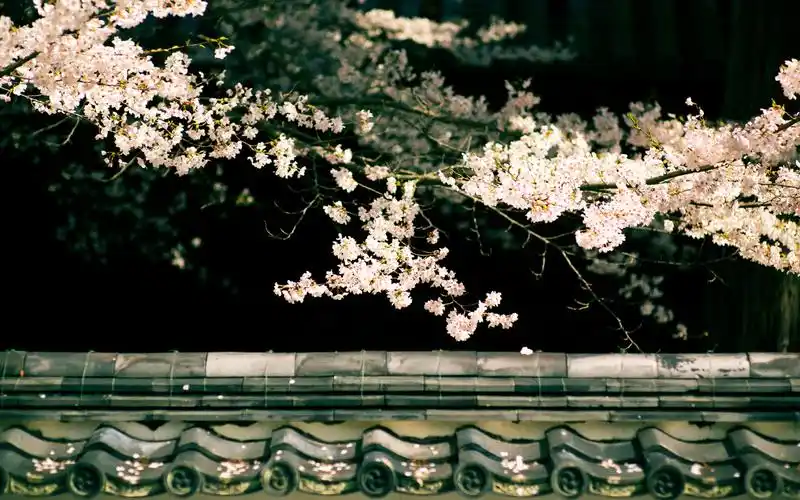 樱花(风景静态壁纸) - 静态壁纸下载 - 元气壁纸