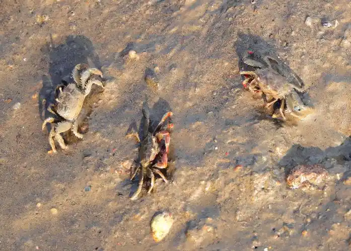 海滩上的小螃蟹