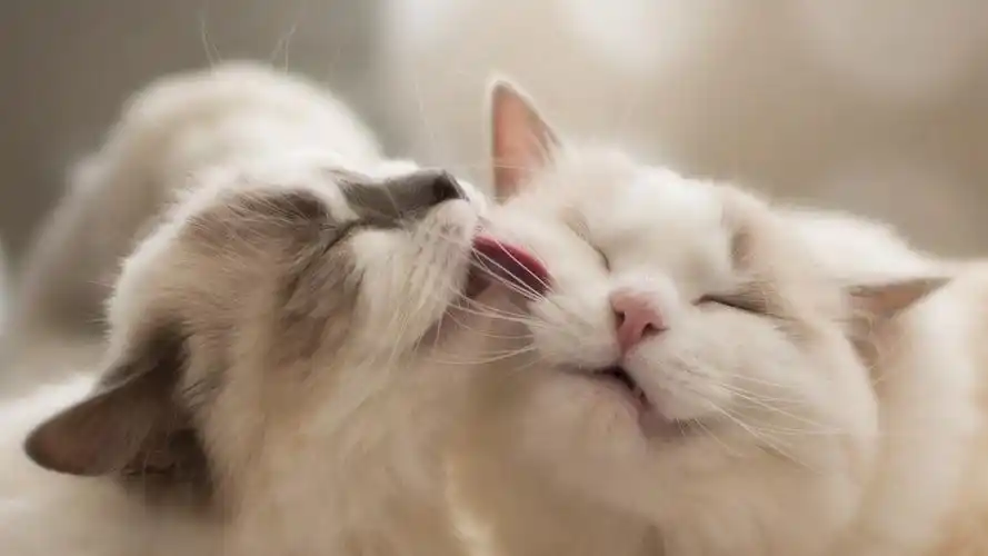 软萌可爱的猫咪桌面壁纸-动物壁纸-手机壁纸下载-美桌网