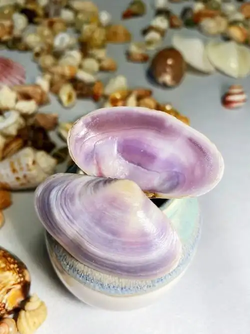 初步打磨的紫色贝壳这个颜色有继续必要吗