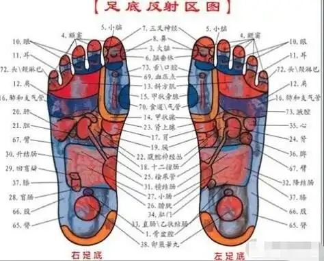 足疗作为一种很好的养生法,可以通过刺激脚底反射区,改善血液循环