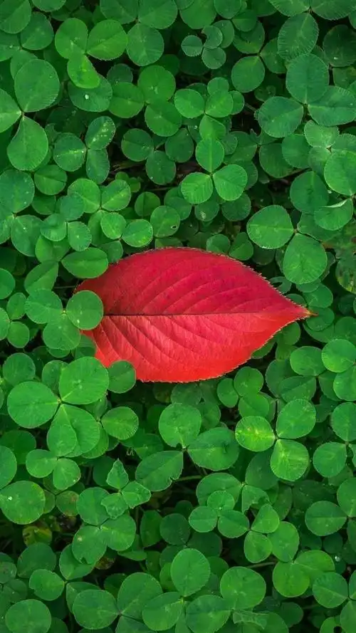 分享唯美绿色养眼图片