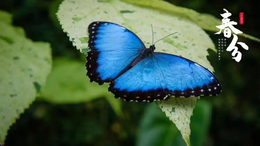 电脑壁纸 节日 节日合集 2021春分时节清新配图