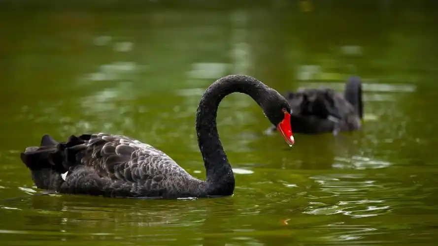 湖面上的黑天鹅桌面壁纸