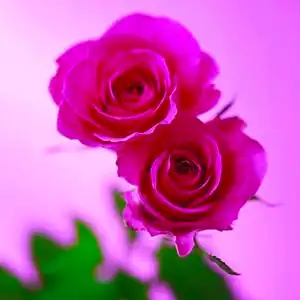 春暖梅花开头像