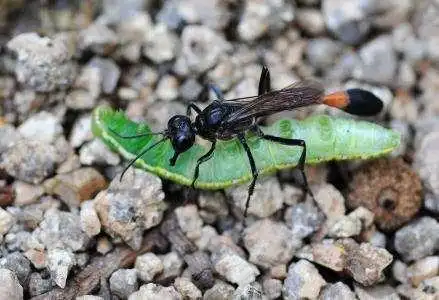 "打不死的小强"蟑螂到底有没有天敌?应该如何消灭