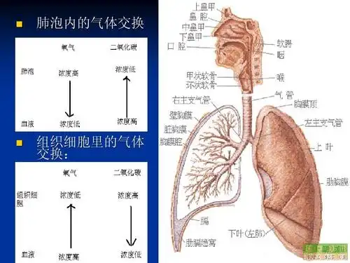 肺泡内的气体交换 组织细胞里的气体 交换