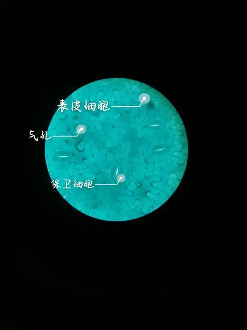 其它 秋天,叶也很精彩 写美篇下图为蚕豆叶下表皮永久装片观察图