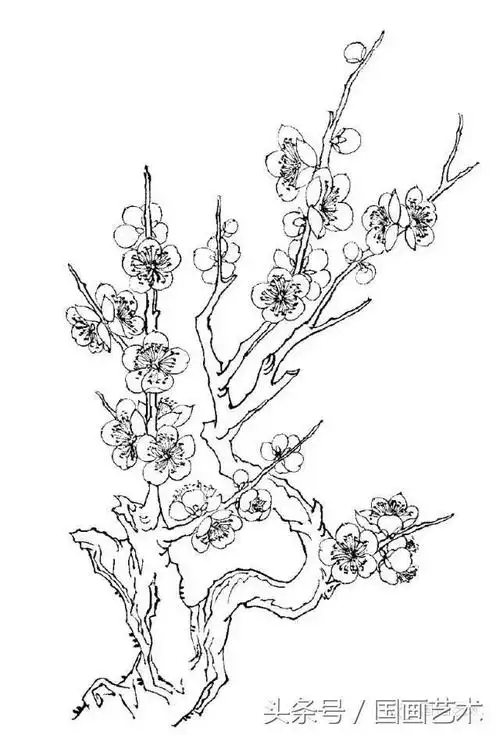 「转」白描梅花绘画手稿,参照练笔用
