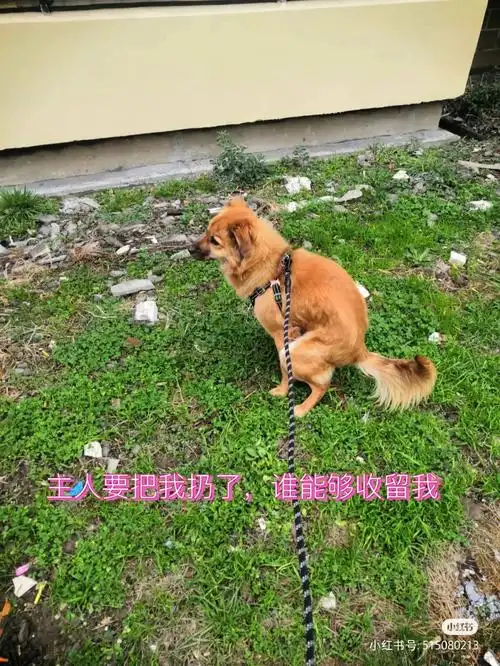 曾经寄养在我家的狗狗主人说要扔了找领养