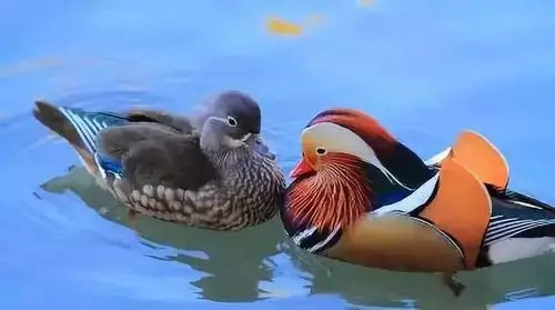 《藏头诗》:《鸳鸯双栖蝶双飞,满园春色惹人醉》