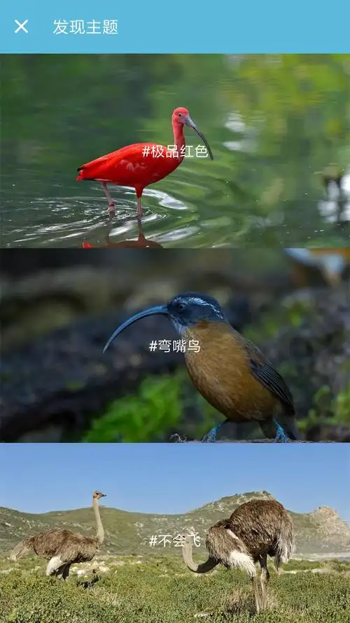 98万次下载80%好评0人评论4分鸟叫声大全应用详情首页百度拼多多