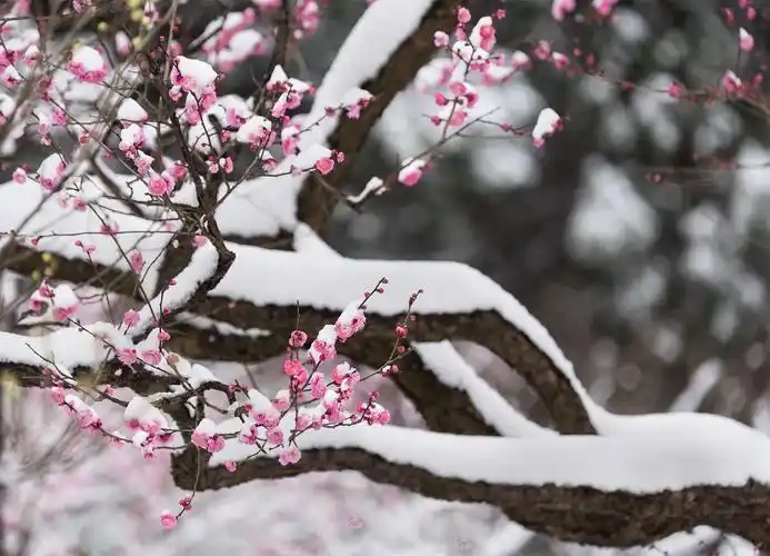 梅花傲雪分外姸