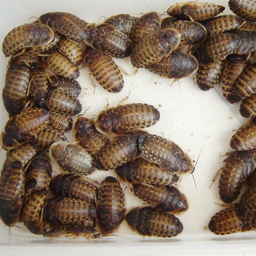 杜比亚蟑螂活体代替蟋蟀面包虫蜈蚣饲料幼体亚成体龙鱼爬虫鸟类