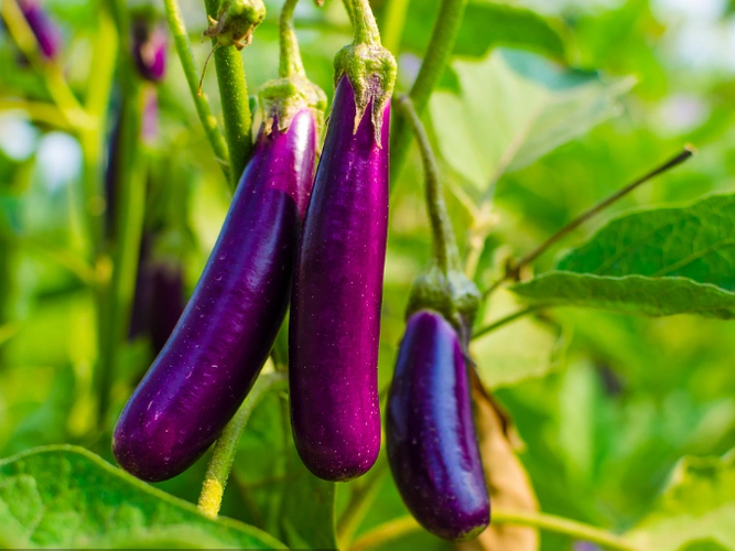 新鲜茄子湖南特产当季蔬菜应季农家自种整箱茄子