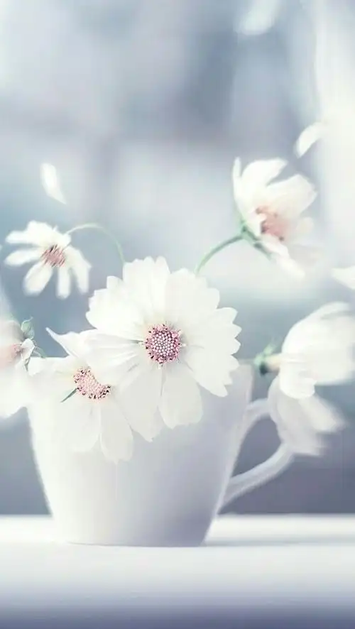 唯美小清新的风景静物图片