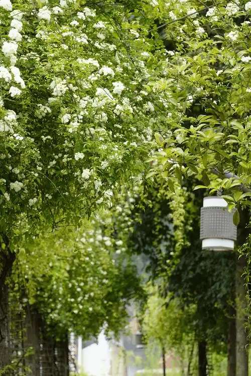遂宁『七里香』打卡宝地,在这里→_瀑布_香花_枝条