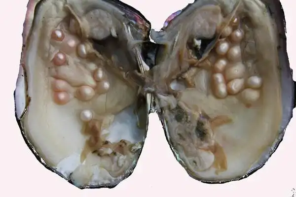 荐卓伟珍珠120802淡水最大珍珠河蚌现加工