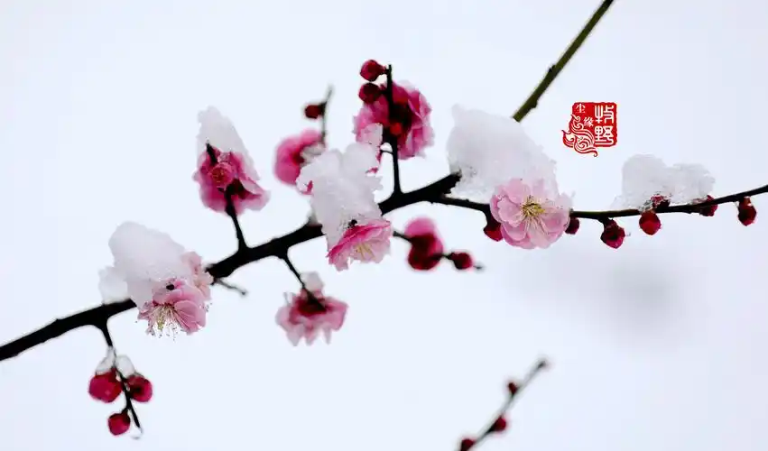 迎雪吐艳,临沂大学傲雪红梅惊艳了2020年第三场雪