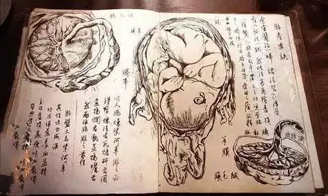 吃胎盘的方式有很多种,比如有一种最简单的方式把它加工制作成胶囊.