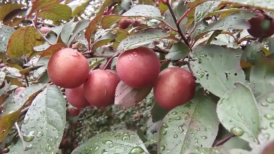 吉安随拍:紫叶李果实挂满枝头_高清图集_新浪网