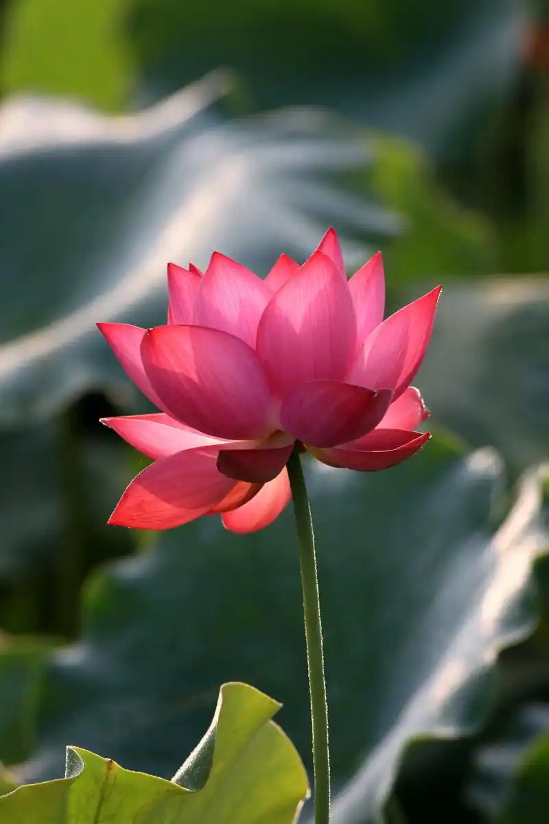 映日荷花 夏日清晨,阳光撒在荷花塘,一朵朵娇艳的花儿,抖落露 - 抖音