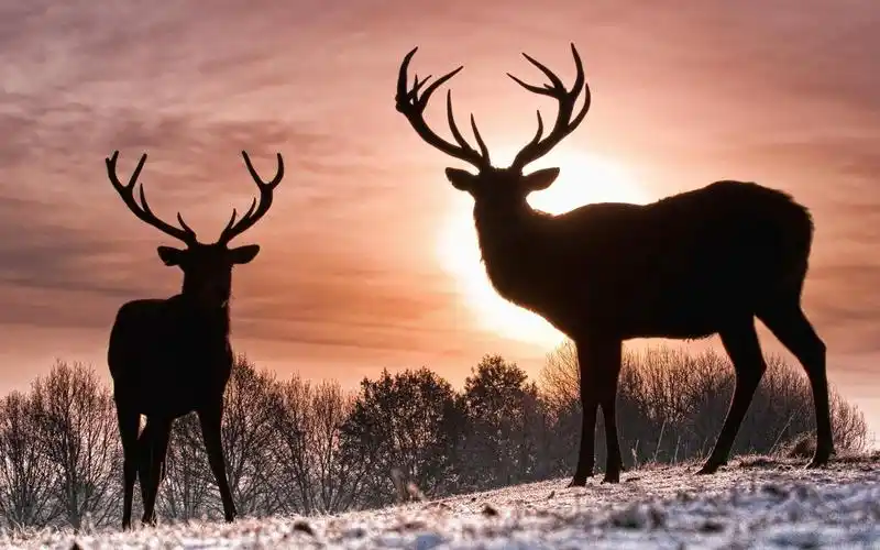 树林里的羚羊高清桌面壁纸下载 第二辑