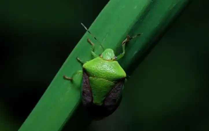 p>昆虫名,为 a href="#" data-lemmaid="1535270">半翅目 /a>,蝽科.