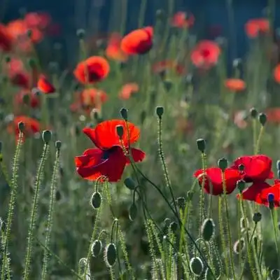 唯美漂亮的花朵头像红色鲜艳无比的罂粟花图片