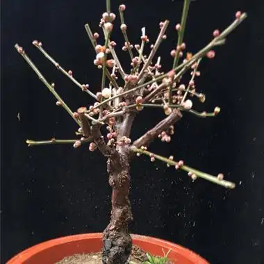 老桩龙游梅满花苞