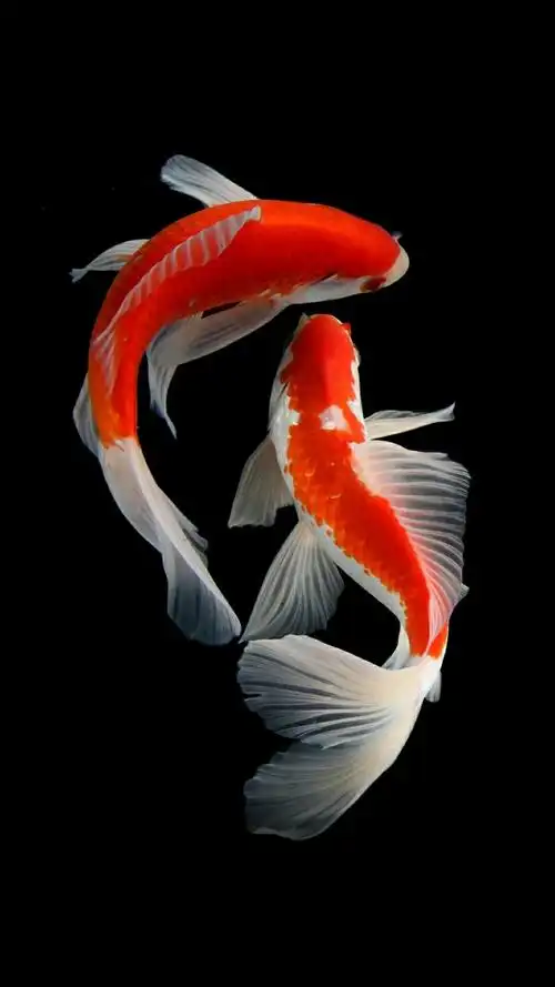 1080_1920竖版 竖屏